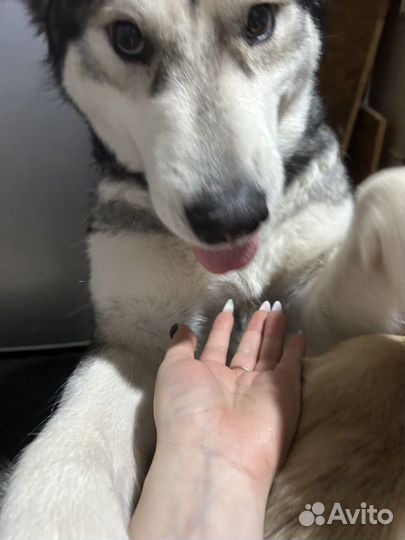 Передержка собак