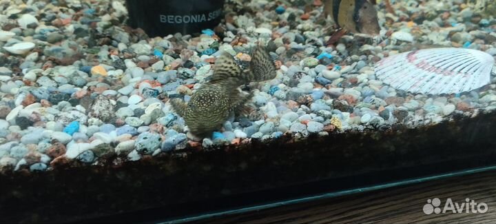 Сомики анциструсы