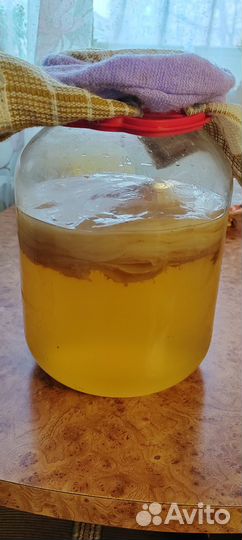 Чайный гриб