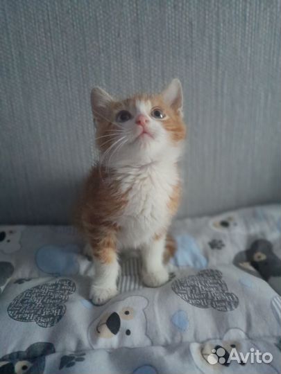 Котёнок
