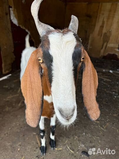 Англо нубийские козы дойные