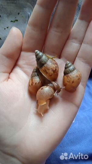 Улитки Ахатины Фулика