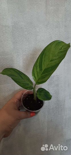 Ктенанта Лубберса Е Морен