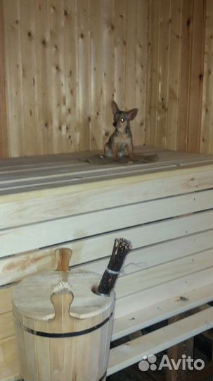 Мини Той-терьер