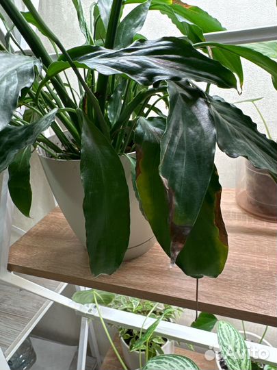 Спатифиллум