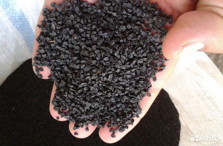 Семена озимого лука