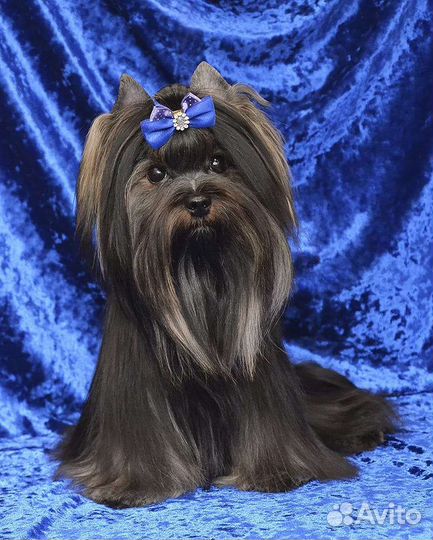 Йоркширский терьер вязка мальчик