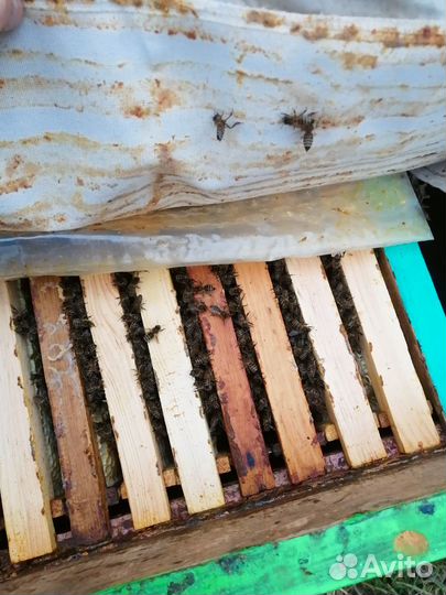 Пакеты пчел на высадку