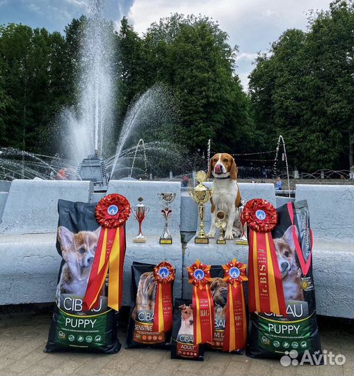 Бигль. Вязка