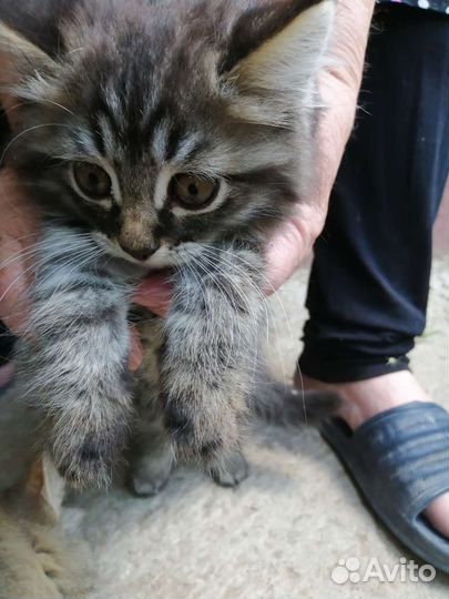 Кошки в добрые руки бесплатно