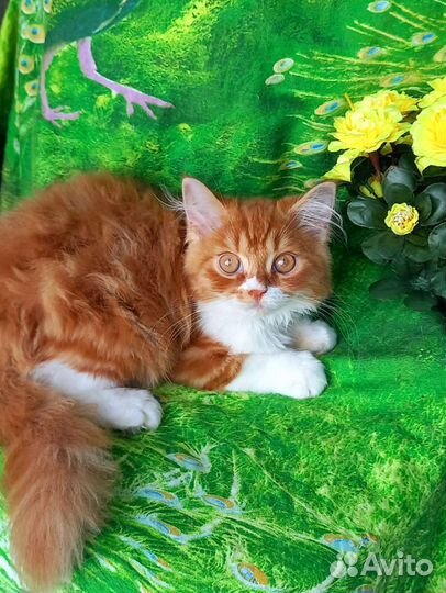 Шотландские вислоухие котята