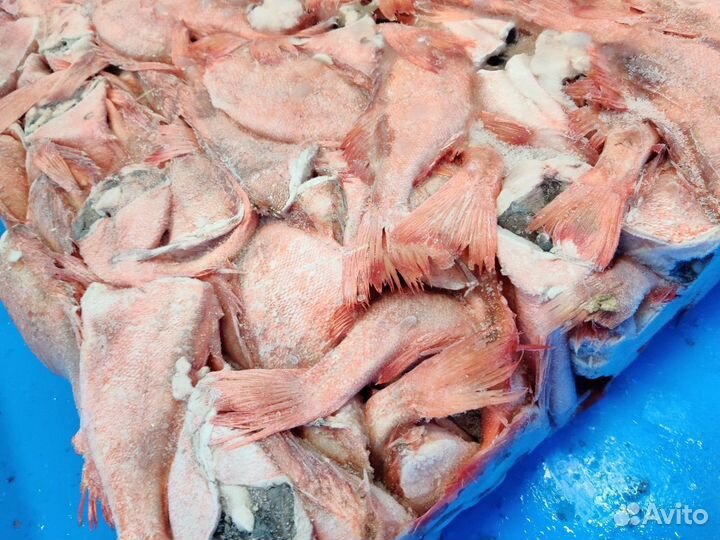 Морской окунь пбг свежемороженный