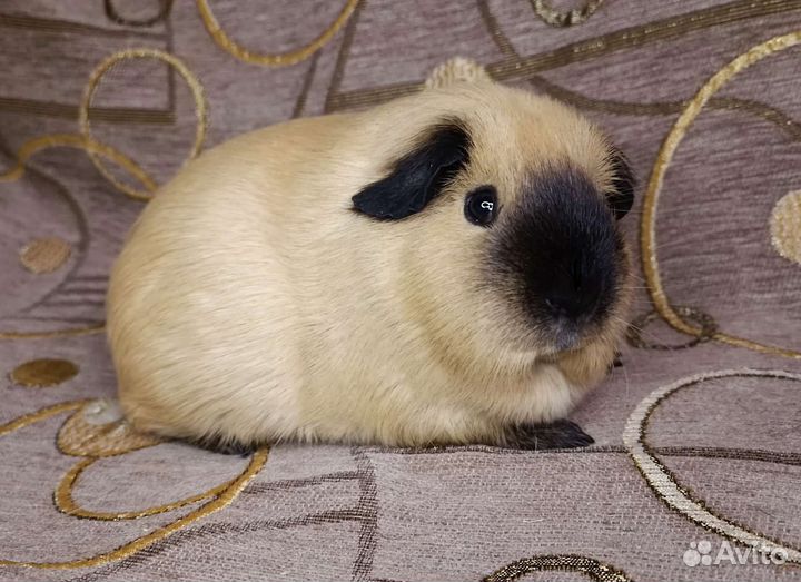 Морские свинки