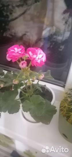 Комнатные цветы хлорофитумом, плющ