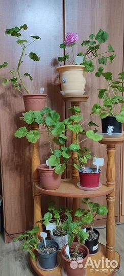 Герань пеларгония