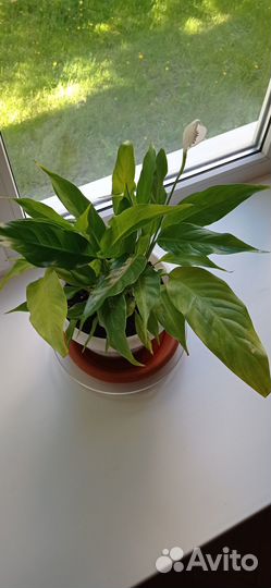 Спацифиллум женское счастье