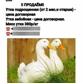 Продам утят и забойную утку