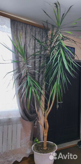 Комнатные растения, цветы, Пальма Драцена, 2.70 м