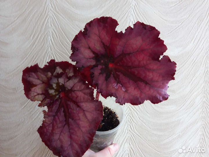 Бегония Глуар де Лоррен, королевская