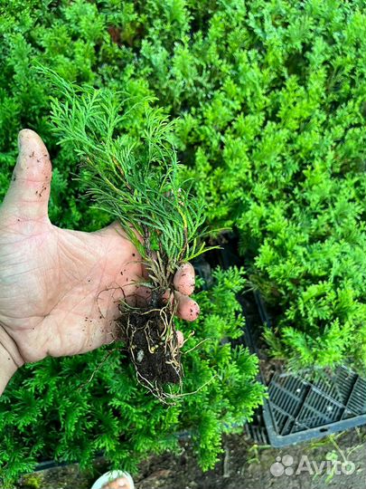 Черенки туи смарагд