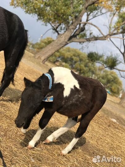 Пони жеребенок