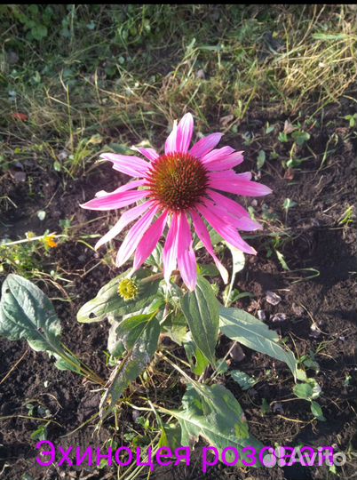 Эустома рассада, эхинацея розовая, золотая