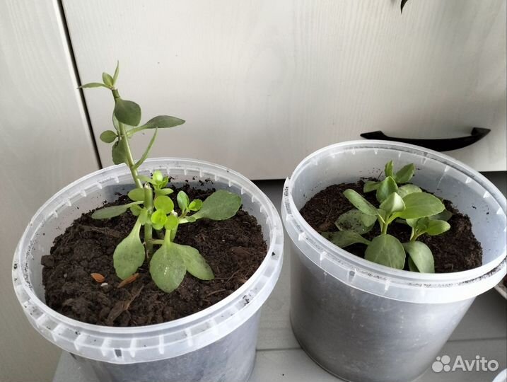 Растения бесплатно