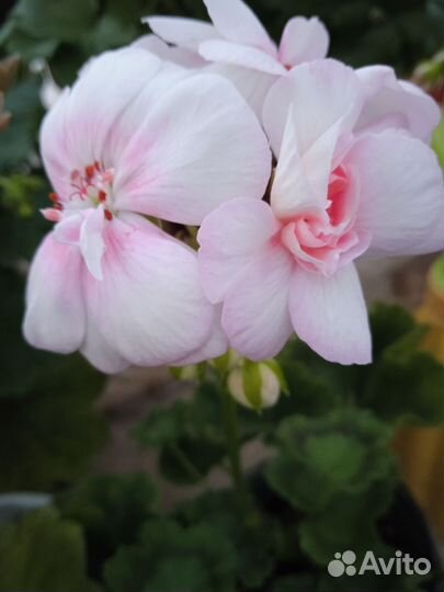 Пеларгония герань