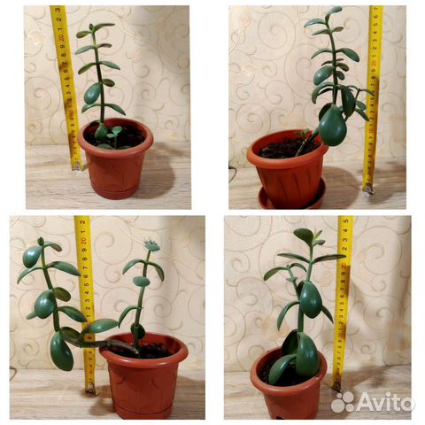 Крассула толстянка денежное дерево