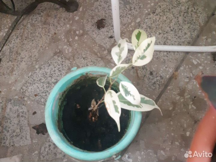 Каланхоэ, фикус, рождественка