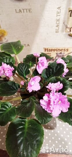 Фиалки цветущие в горшке