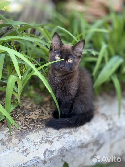 Котята в добрые руки даром мальчик и девочка