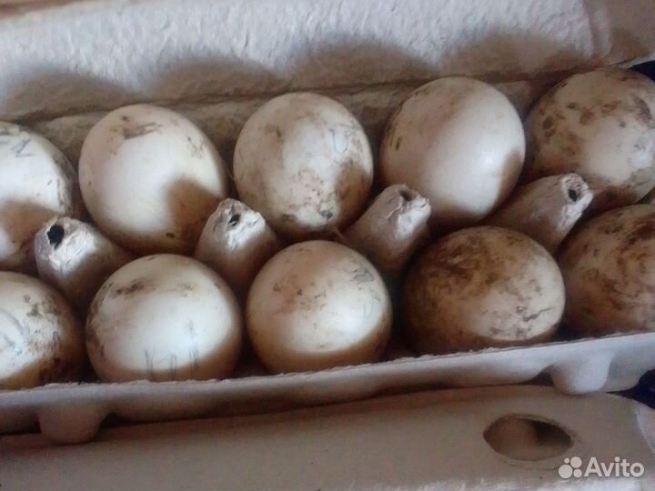 Инкубационное яйцо мускусной утки индоутки