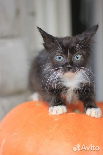 Котенок мальчик бесплатно