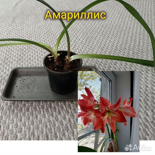 Комнатные растения