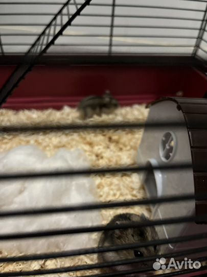 Джунгарский хомяк