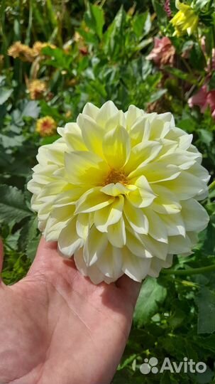 Георгины клубни