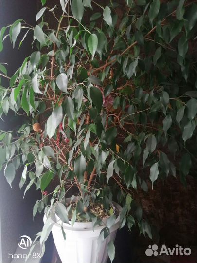 Комнатные цветы