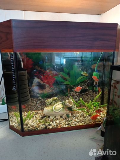 Аквариум с рыбками