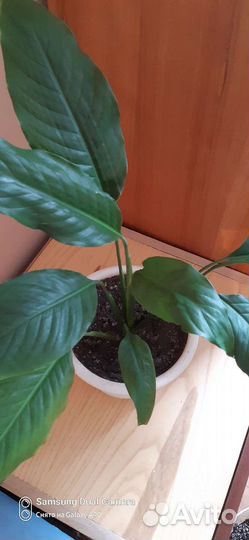 Спатифиллум