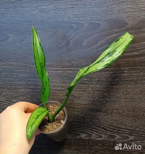 Комнатные растения