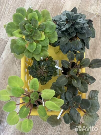 Набор деток фиалок