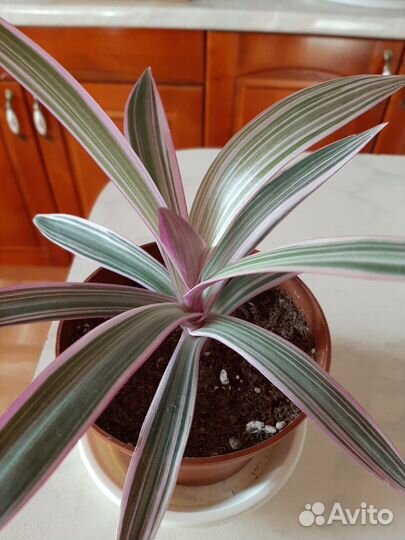 Традисканция рео триколор