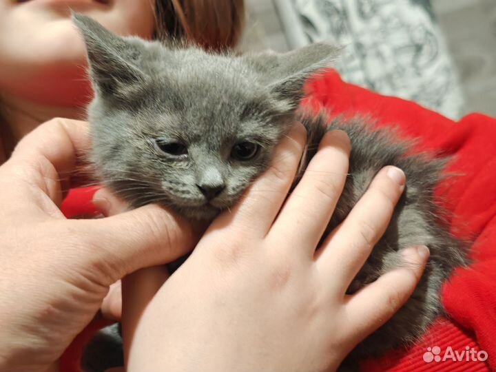 Кошка в дар