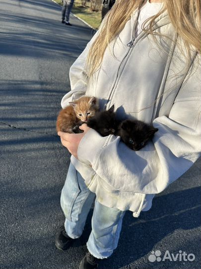 Котята в добрые руки