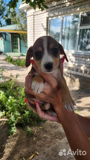 Маленькие собачки щенята в добрые руки