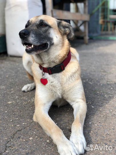 Златерья ищет дом и своего человека