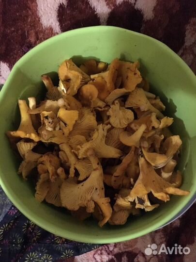 Грибы - Лисички