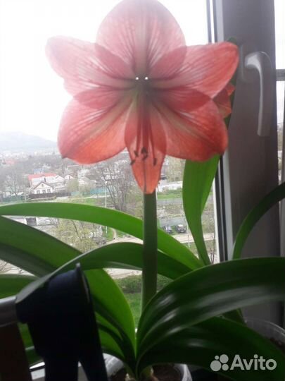 Гиппиаструм