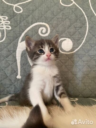 Котята бесплатно